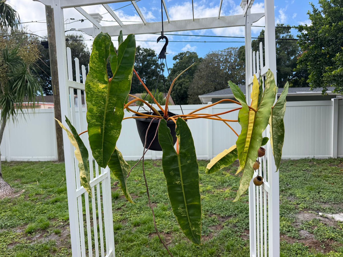 Philodendron Variegated Billietiae