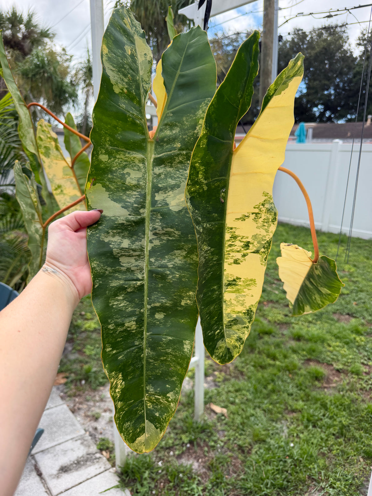 Philodendron Variegated Billietiae